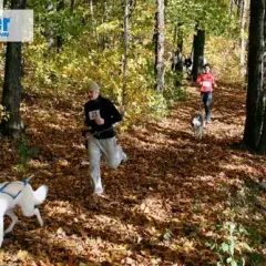 La meilleure ceinture footing chien pour des courses confortables et sûres