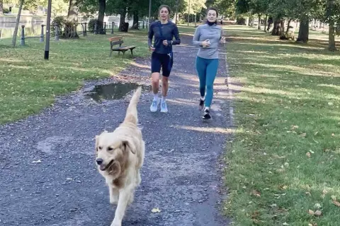 Peut-on courir avec un golden retriever sans risquer des blessures ?