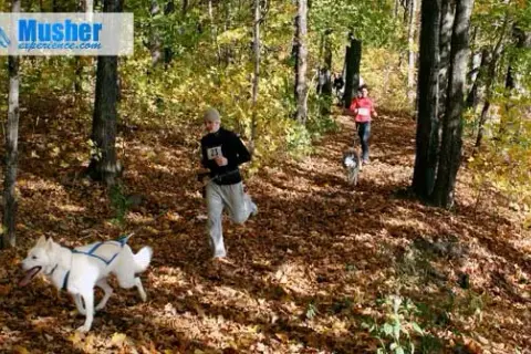 La meilleure ceinture footing chien pour des courses confortables et sûres