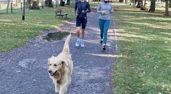 Peut-on courir avec un golden retriever sans risquer des blessures ?