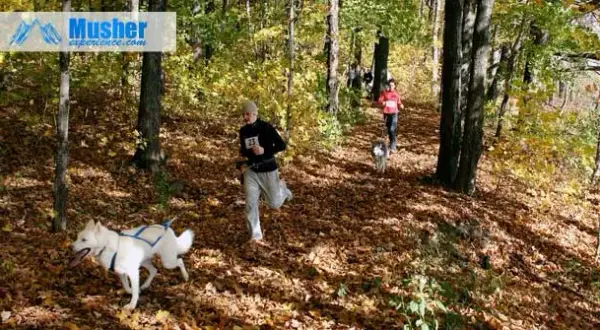 La meilleure ceinture footing chien pour des courses confortables et sûres